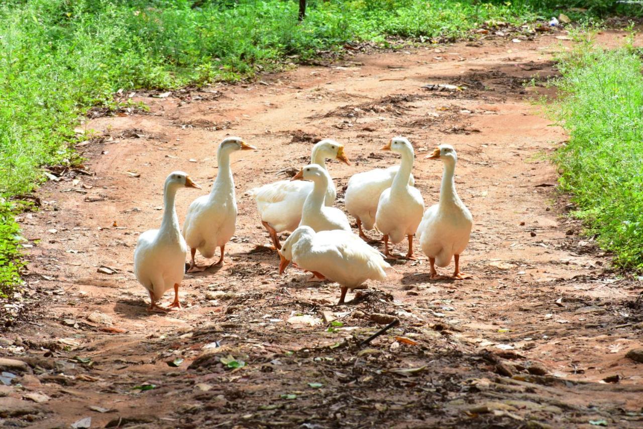 Zeenath Taj Gardens Yelagiri Zewnętrze zdjęcie